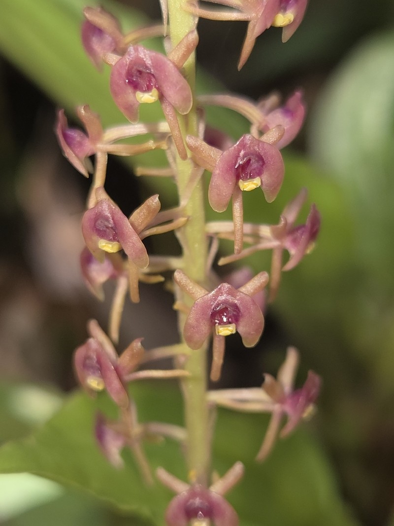 Crepidium cordilabium photo 3