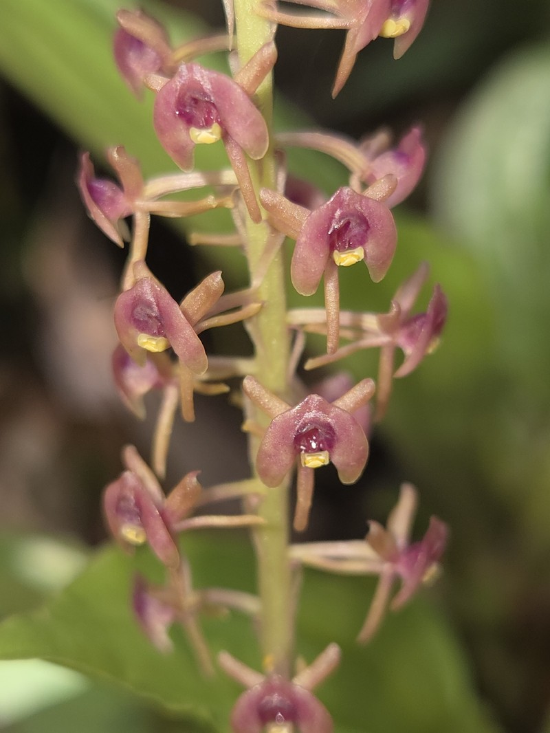 Crepidium cordilabium photo 4