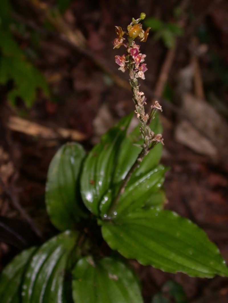 Crepidium roohutuense