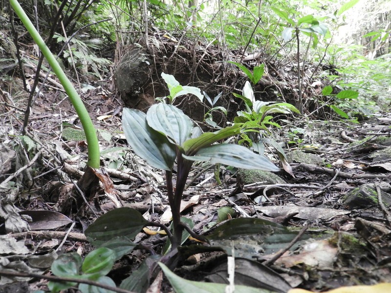 Crepidium roohutuense photo 2