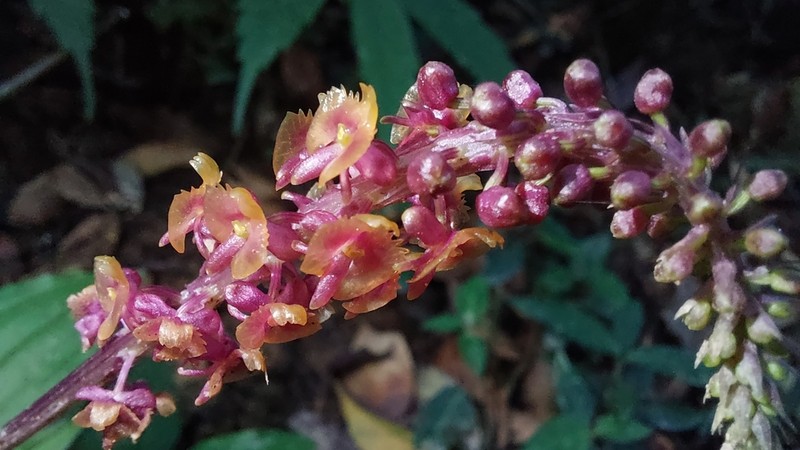 Crepidium roohutuense photo 3