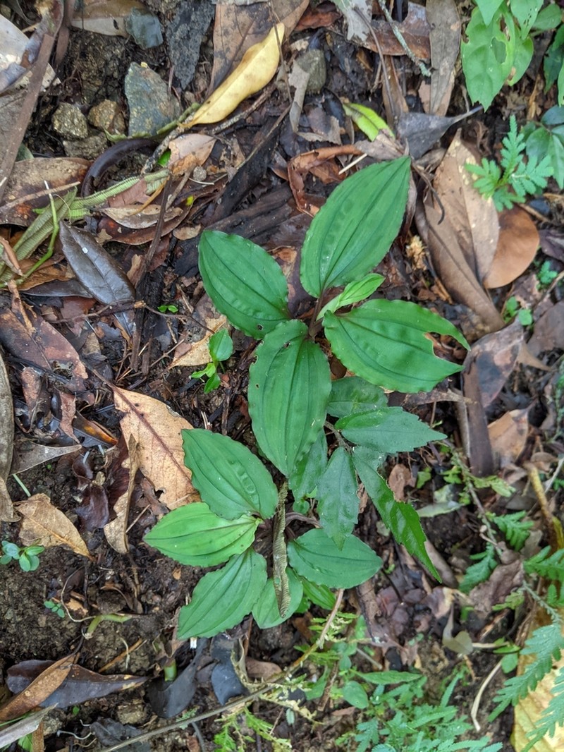 Crepidium roohutuense photo 4