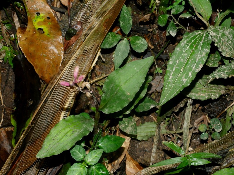 Crepidium roohutuense photo 5