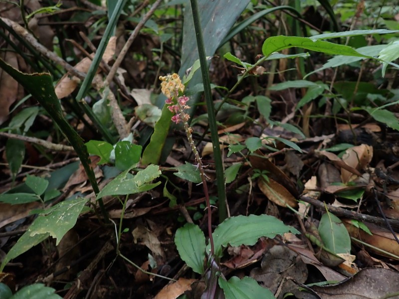 Crepidium roohutuense photo 6