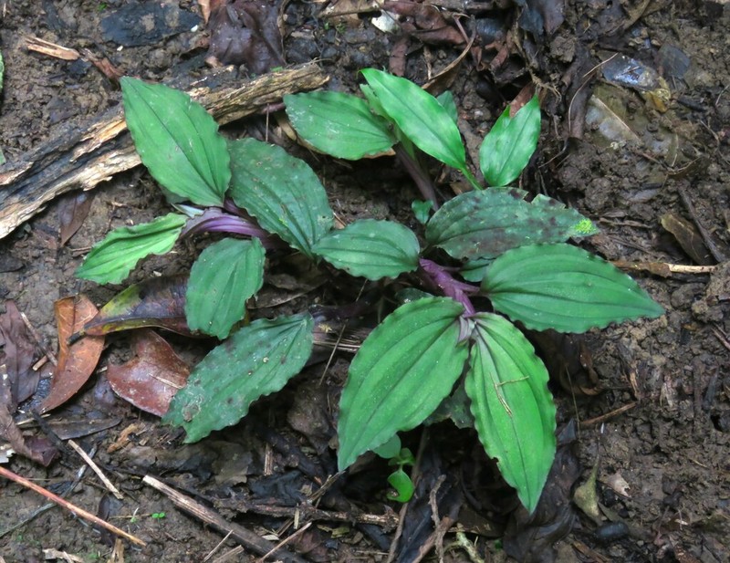 Crepidium roohutuense photo 7