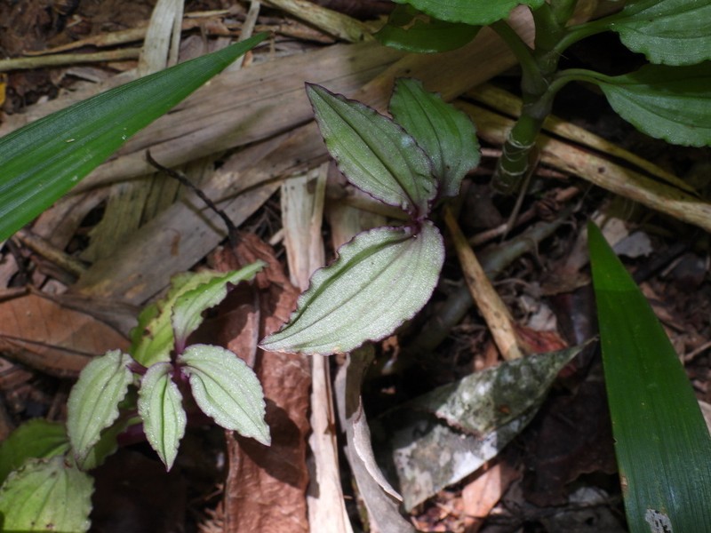 Crepidium roohutuense photo 8