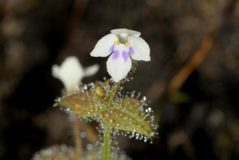 Crepidorhopalon droseroides
