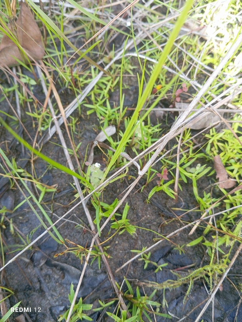 Crepidorhopalon droseroides photo 2