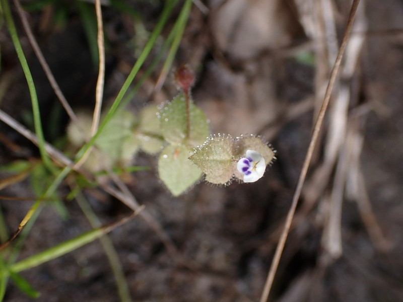 Crepidorhopalon droseroides photo 4