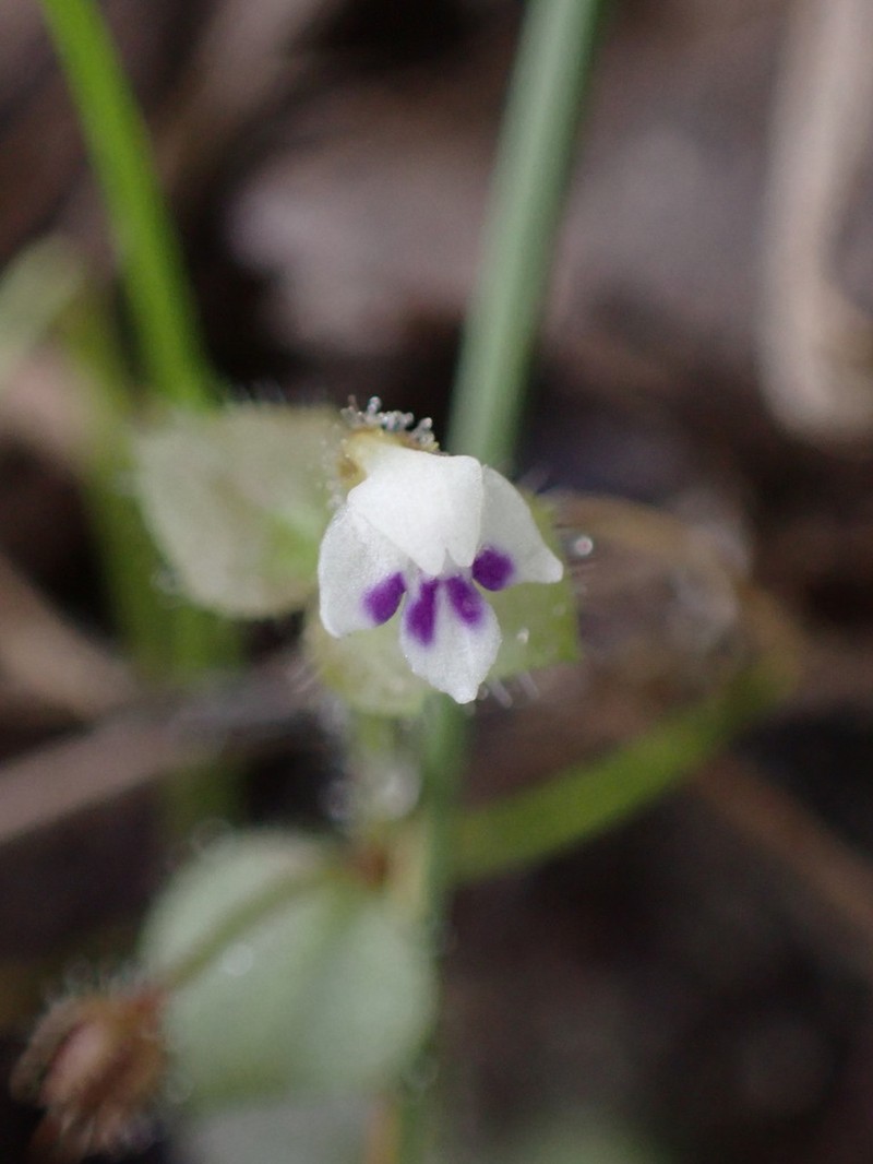 Crepidorhopalon droseroides photo 5