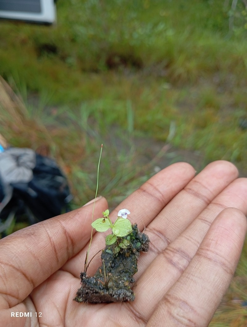 Crepidorhopalon droseroides photo 6