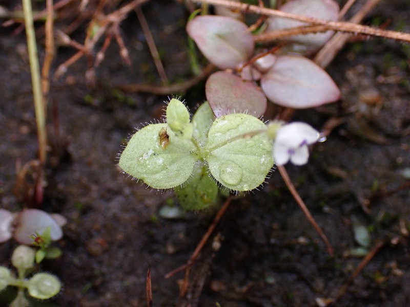 Crepidorhopalon droseroides photo 7