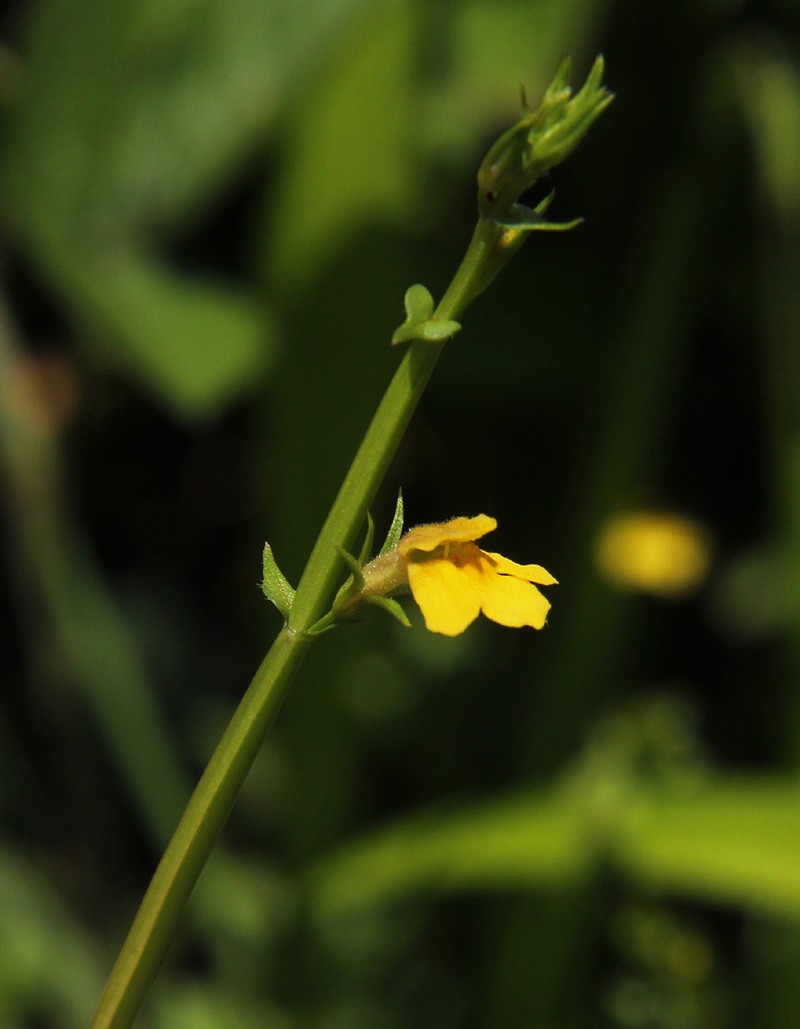 Crepidorhopalon flavus