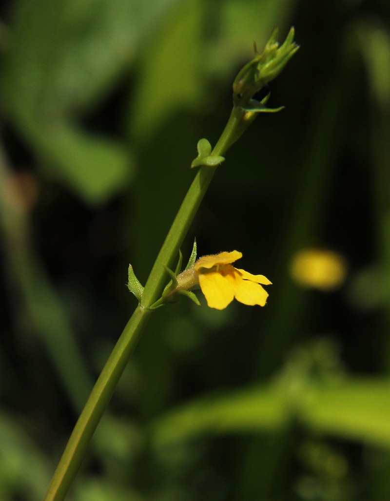 Crepidorhopalon flavus photo 2