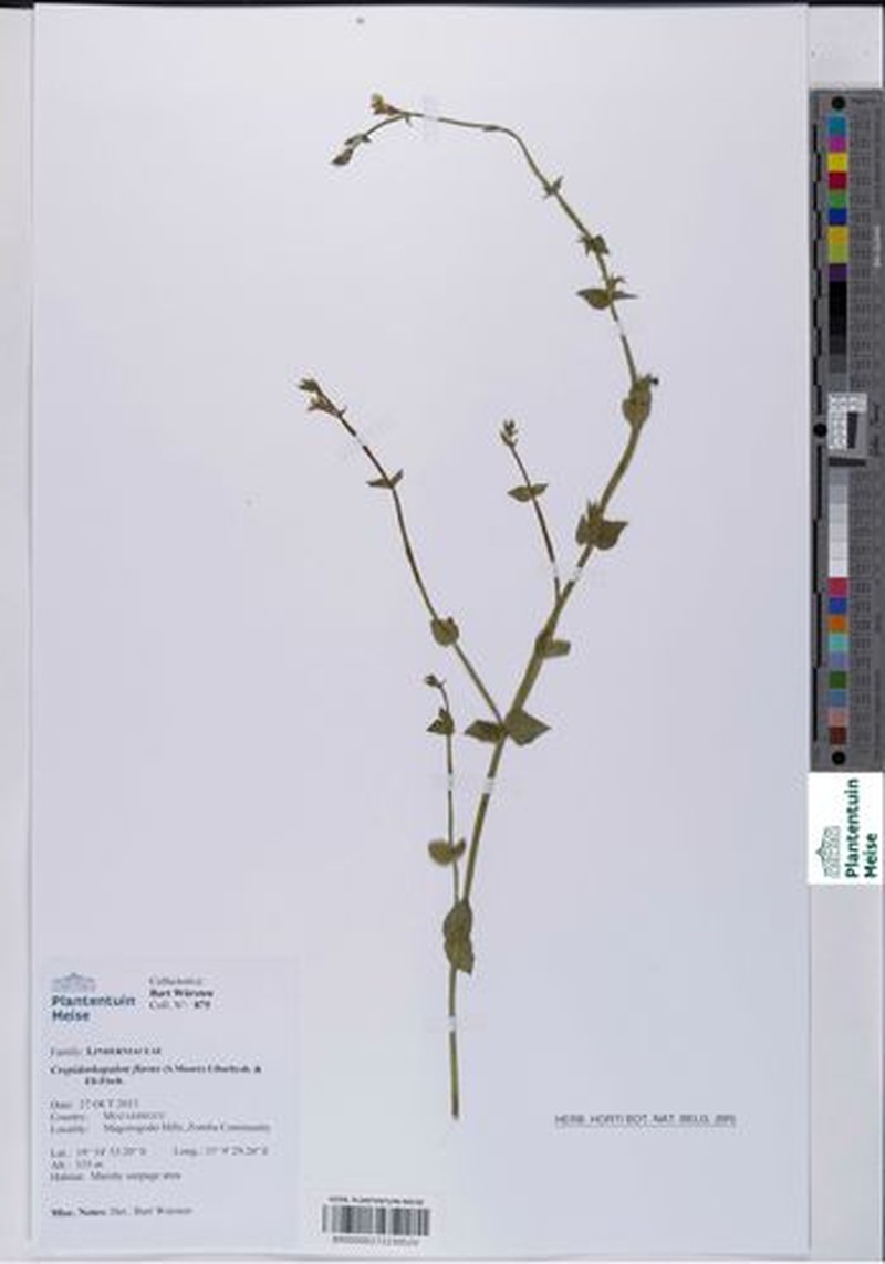 Crepidorhopalon flavus photo 4