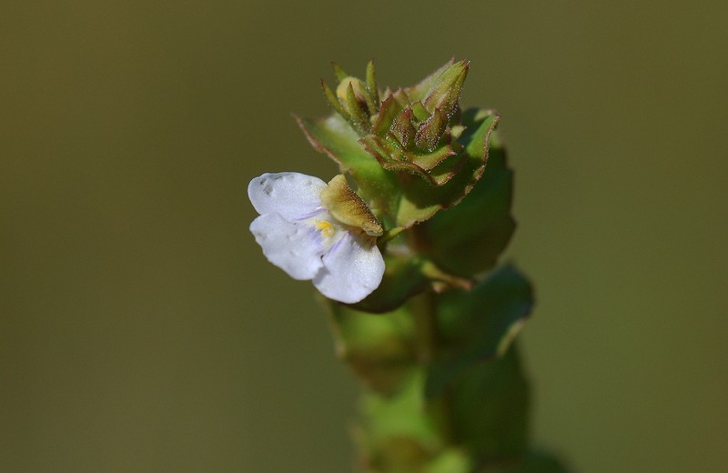 Crepidorhopalon namuliensis