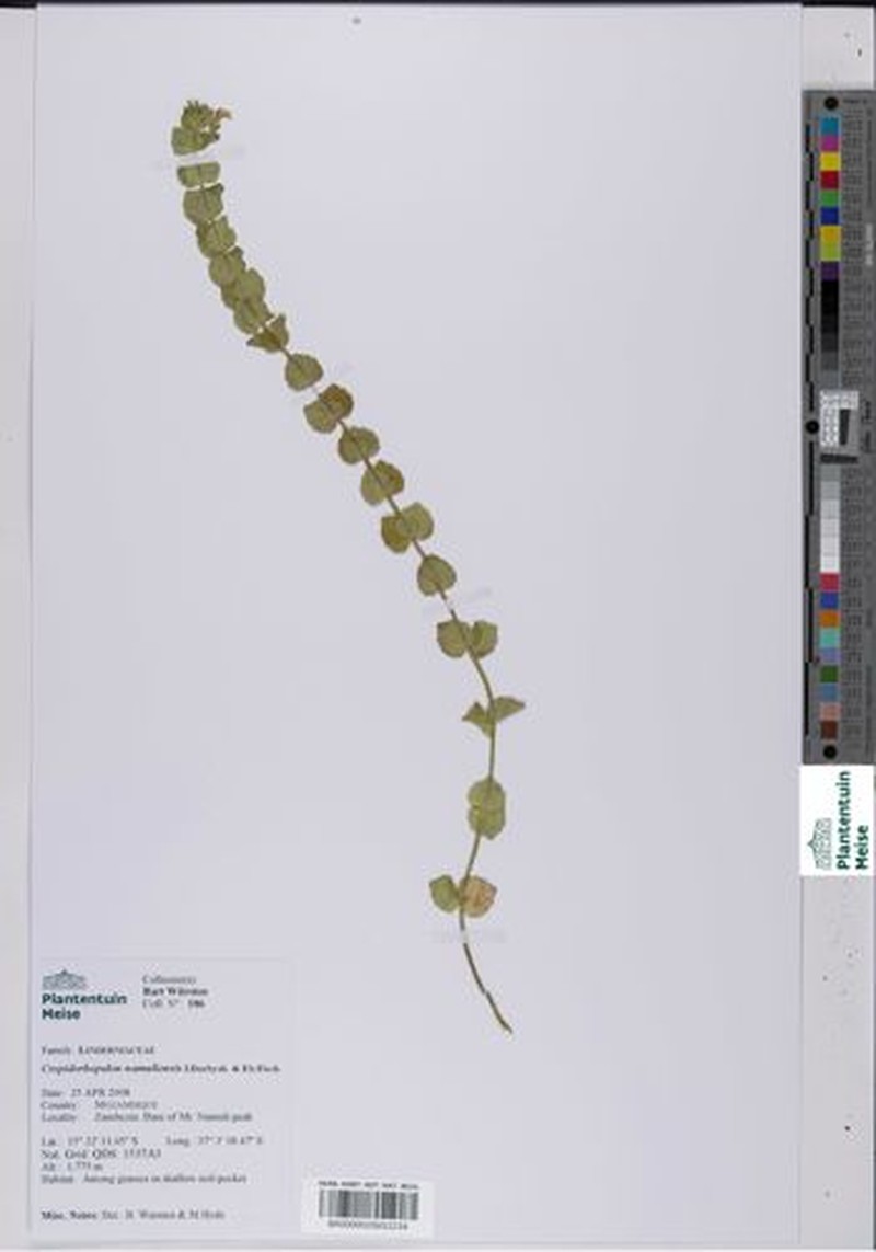 Crepidorhopalon namuliensis photo 3
