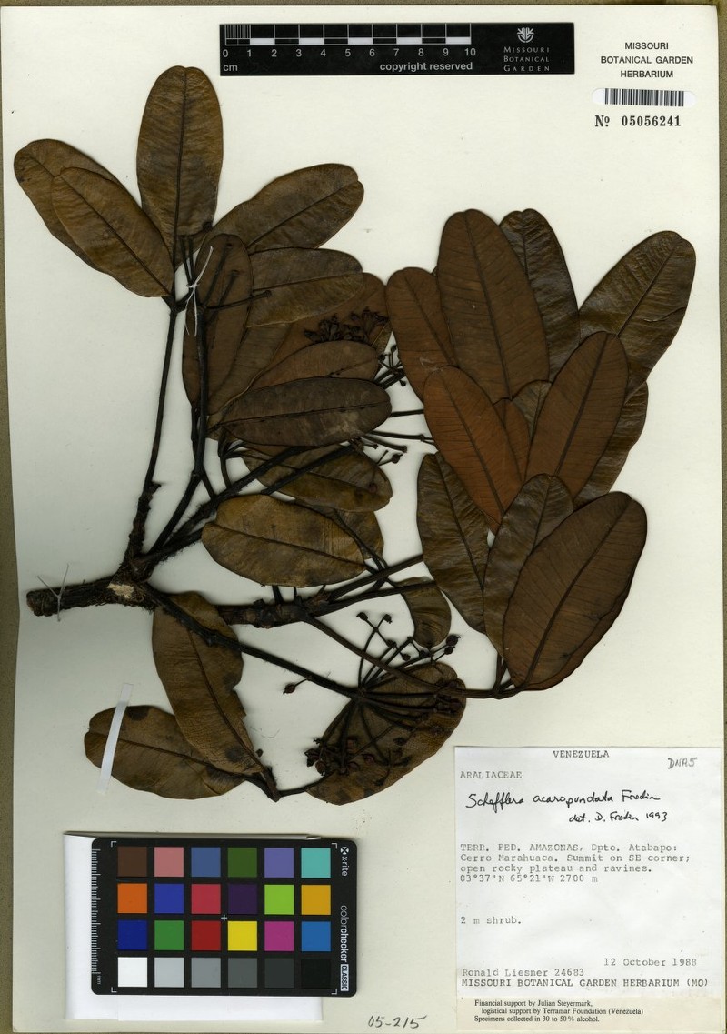 Crepinella acaropunctata photo 2