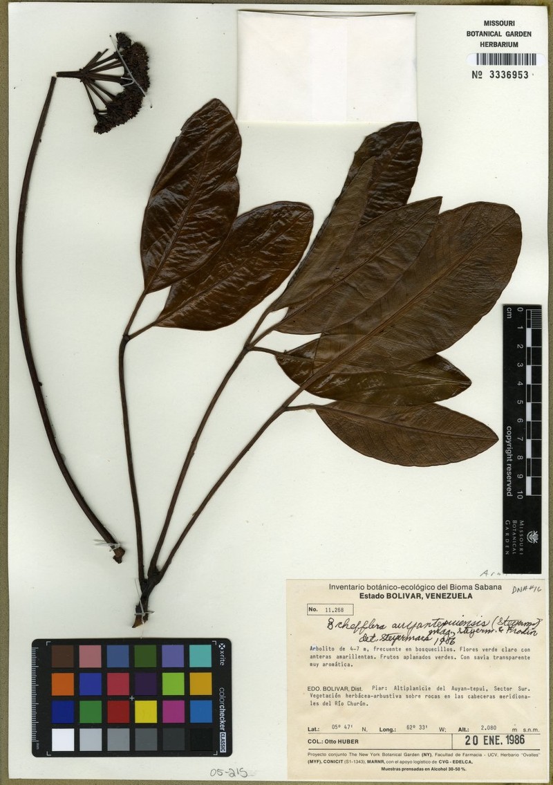 Crepinella auyantepuiensis photo 2