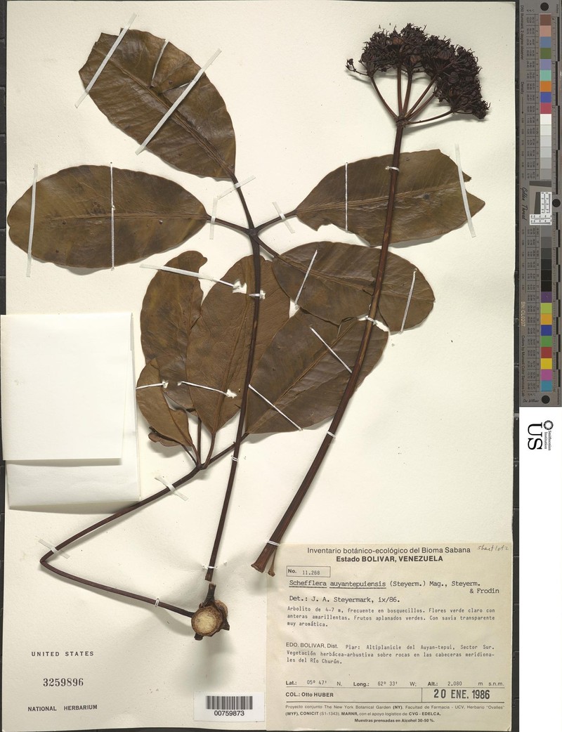 Crepinella auyantepuiensis photo 3