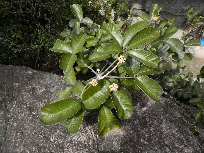 Crepinella chimantensis photo 4