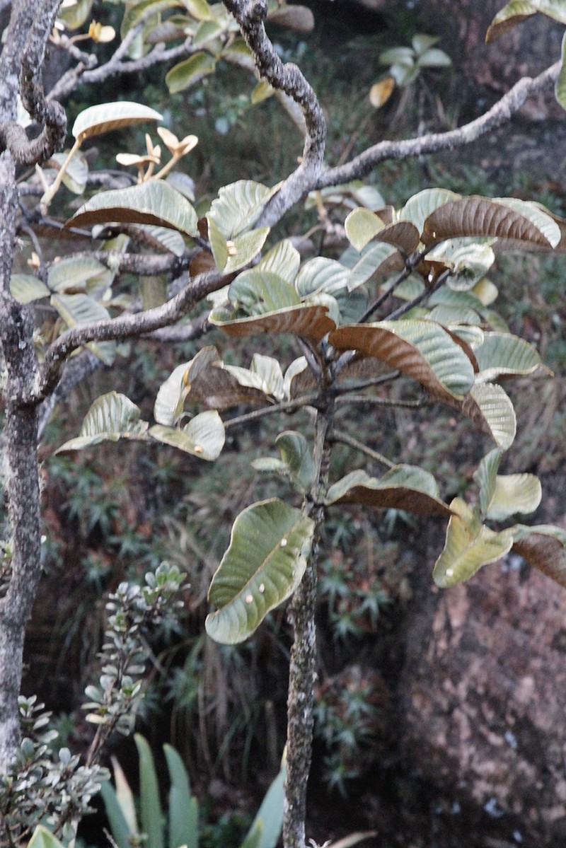 Crepinella chimantensis photo 5