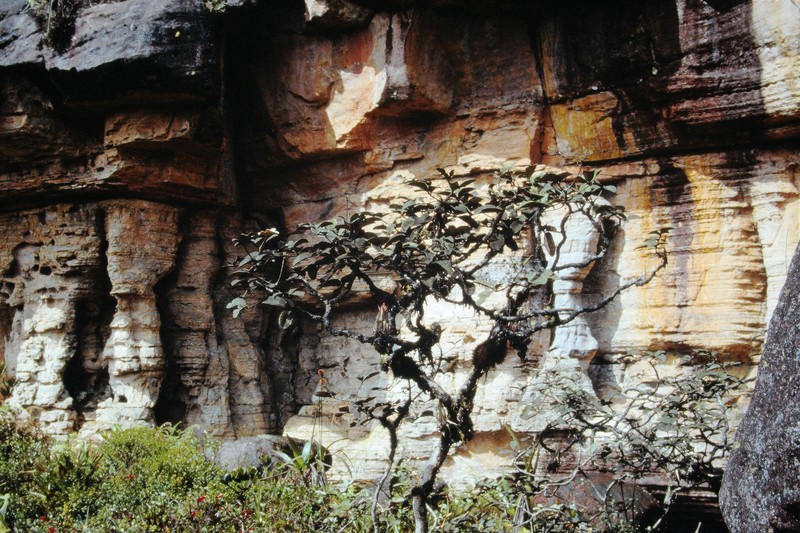 Crepinella chimantensis photo 8