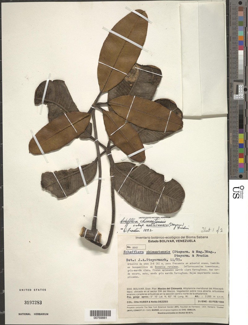 Crepinella chimantensis subsp. multiramosa