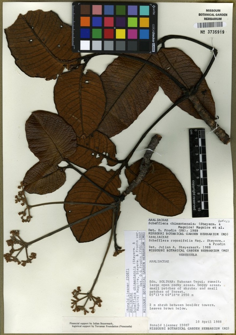 Crepinella chimantensis subsp. rugosifolia