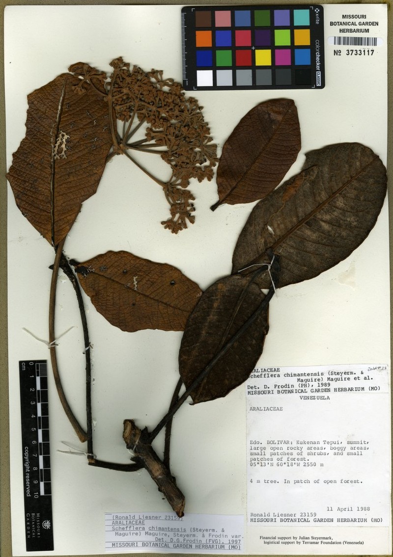 Crepinella chimantensis subsp. rugosifolia photo 2
