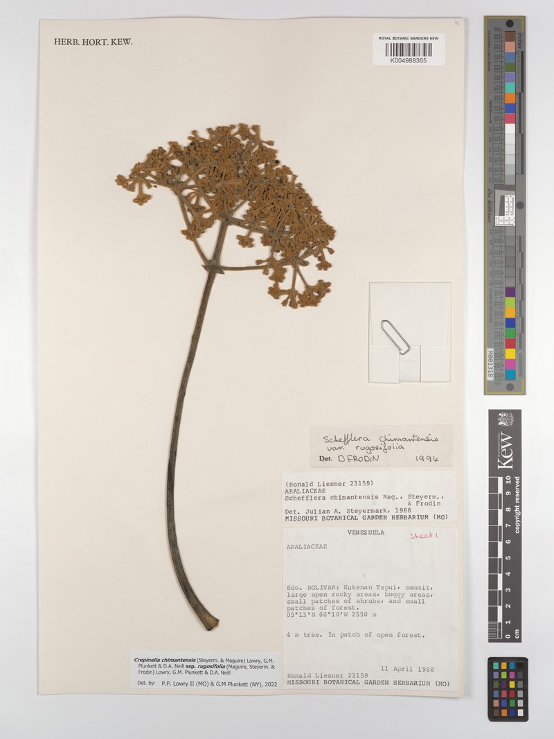 Crepinella chimantensis subsp. rugosifolia photo 3