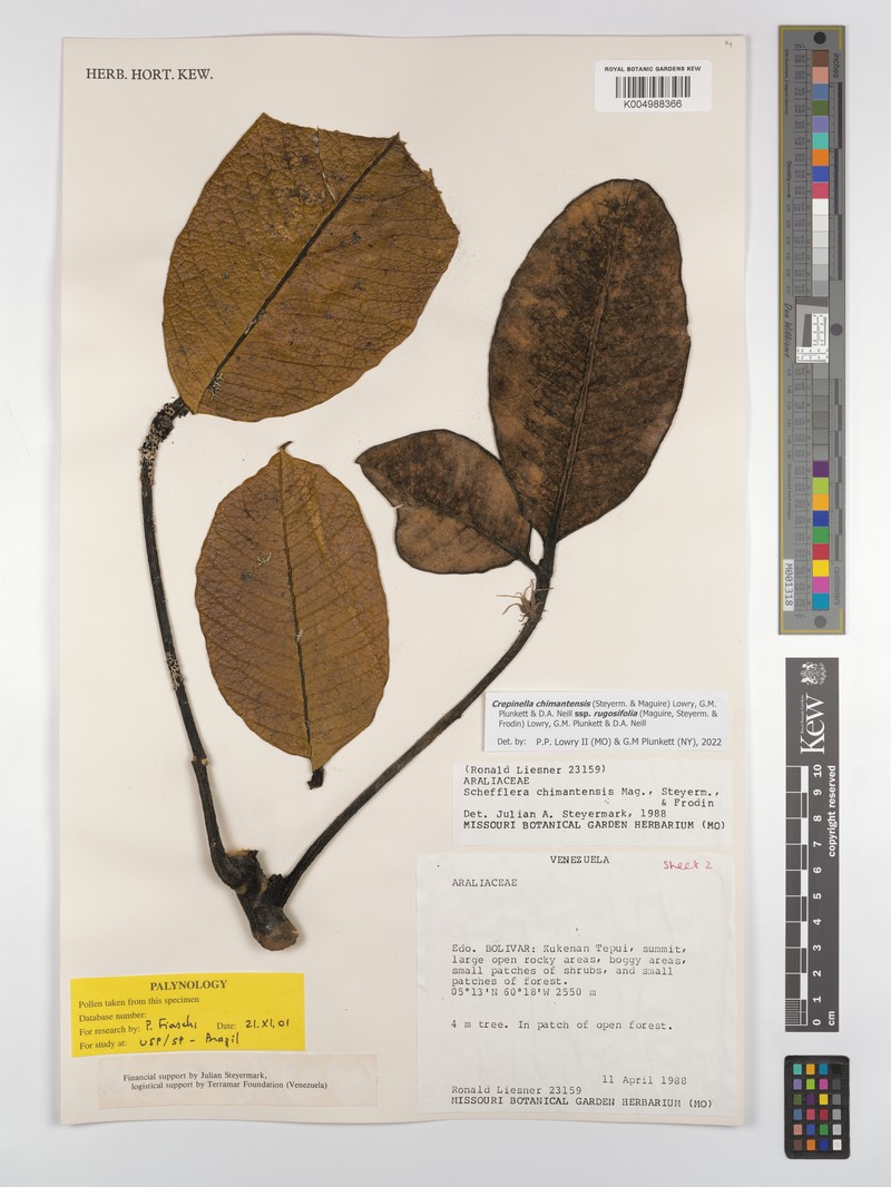 Crepinella chimantensis subsp. rugosifolia photo 4
