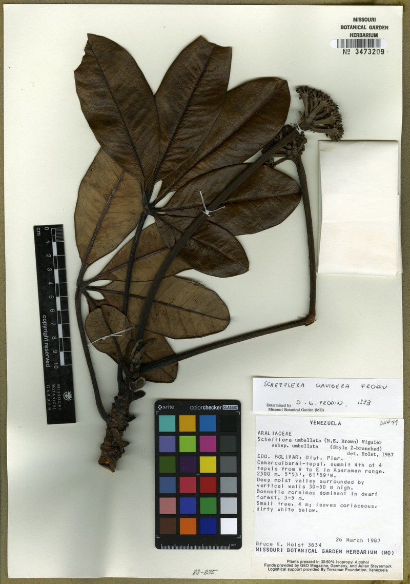 Crepinella clavigera photo 2