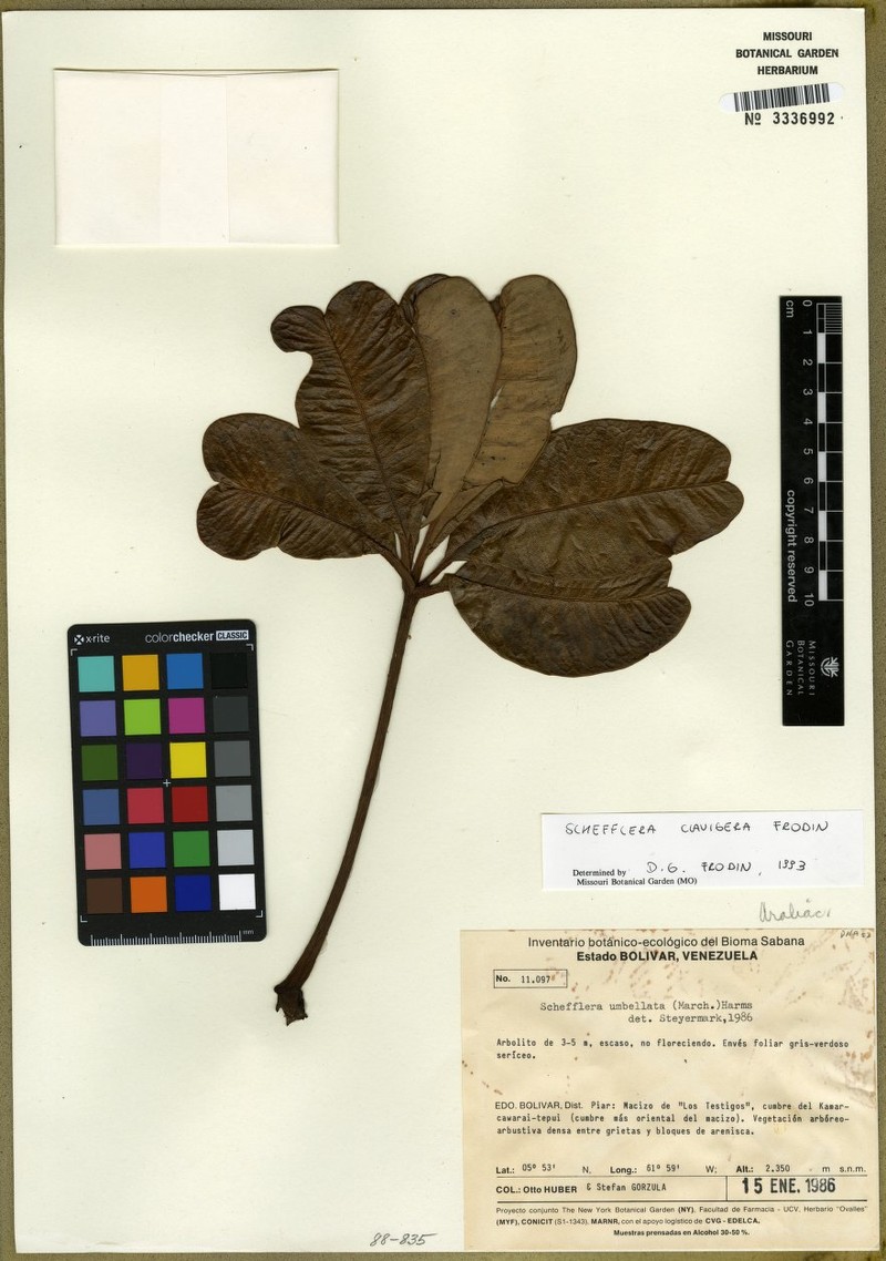 Crepinella clavigera photo 3