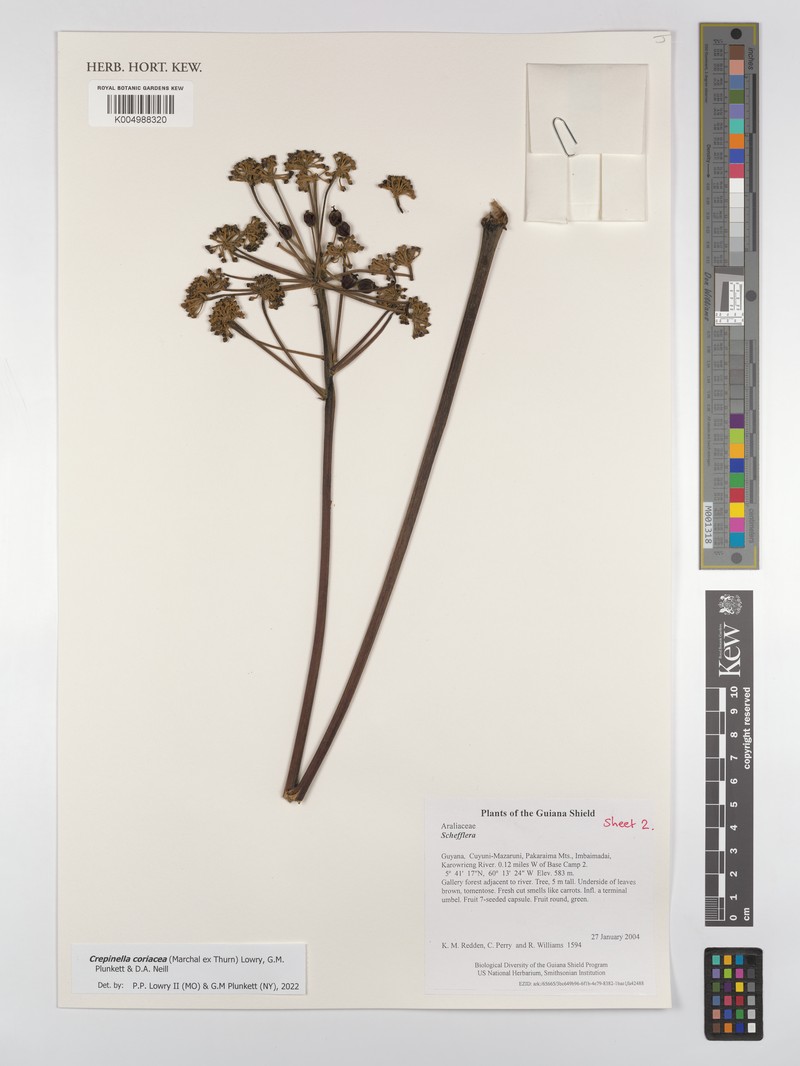 Crepinella coriacea photo 2
