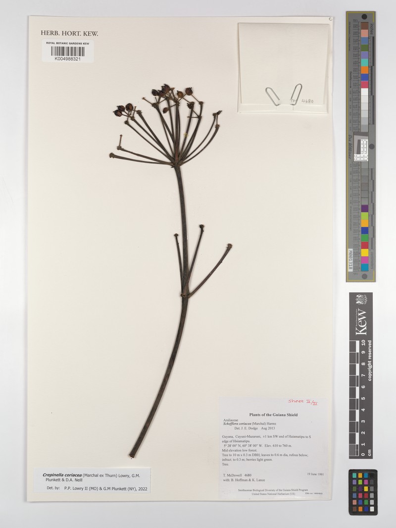Crepinella coriacea photo 3