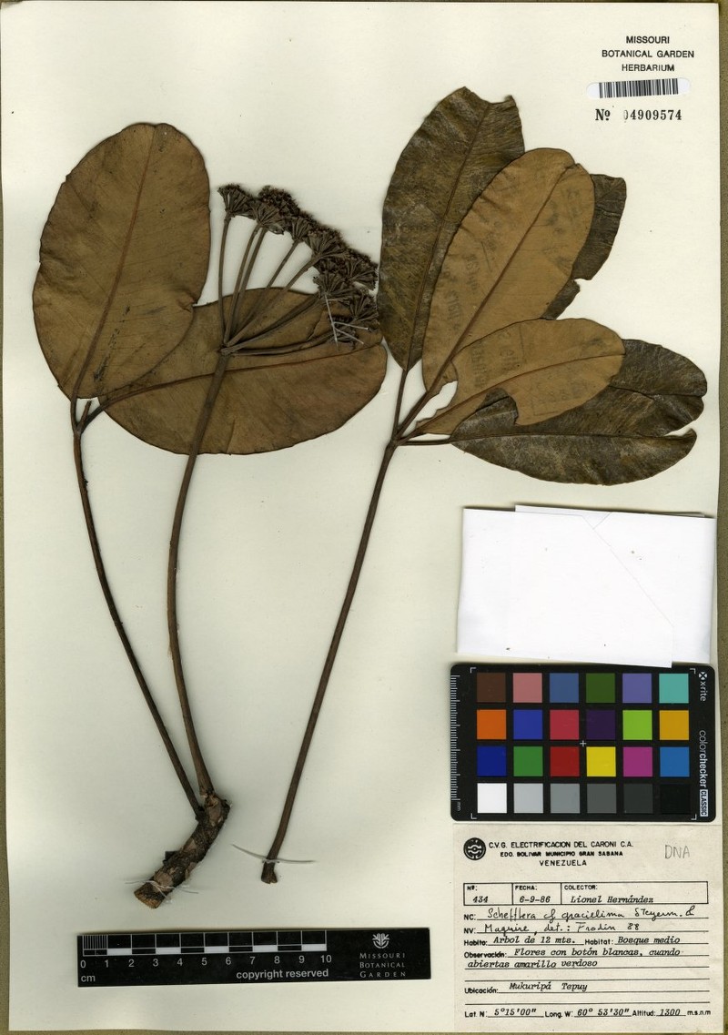 Crepinella disparifolia
