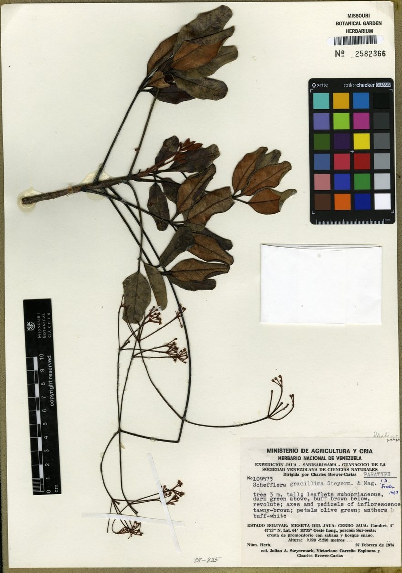 Crepinella gracillima