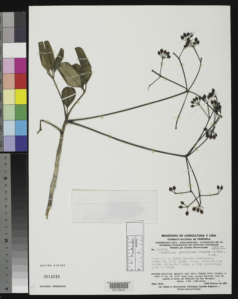 Crepinella gracillima photo 2