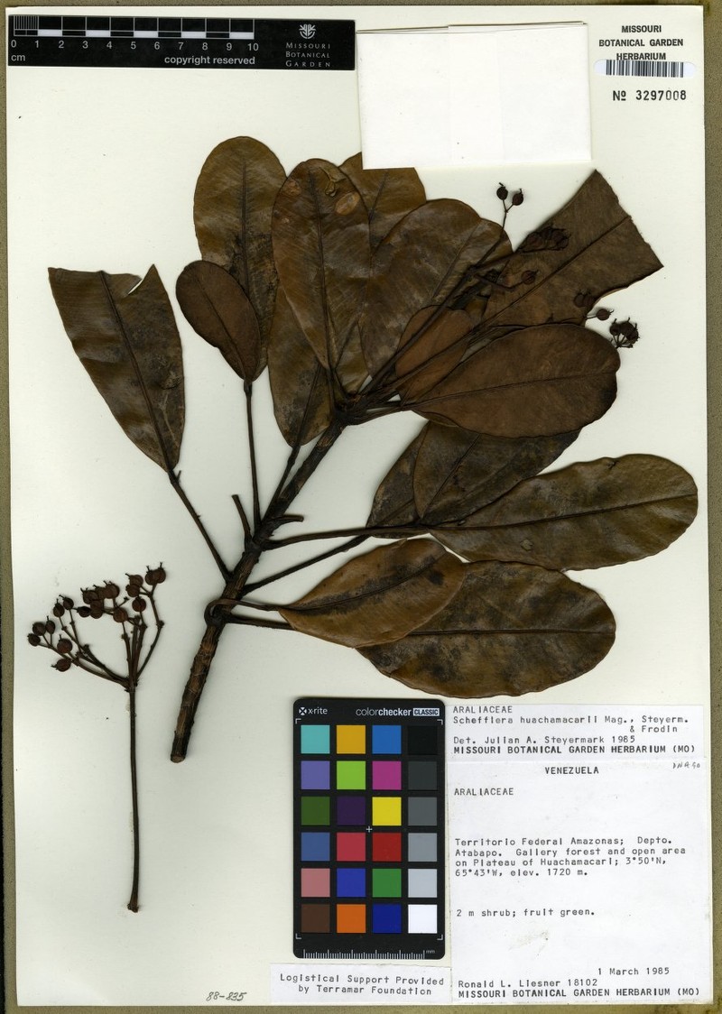 Crepinella huachamacarii