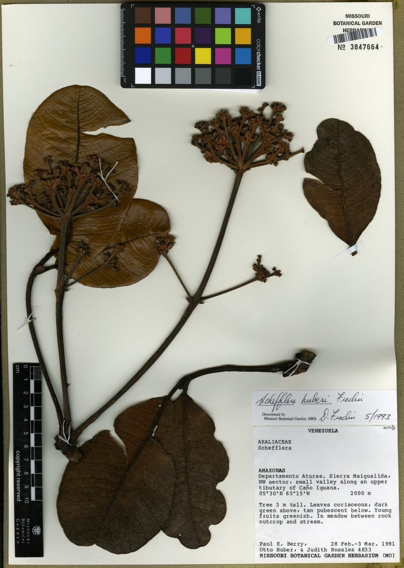 Crepinella huberi