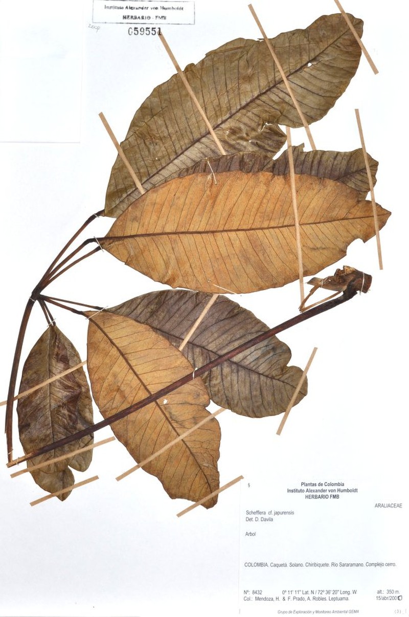 Crepinella japurensis