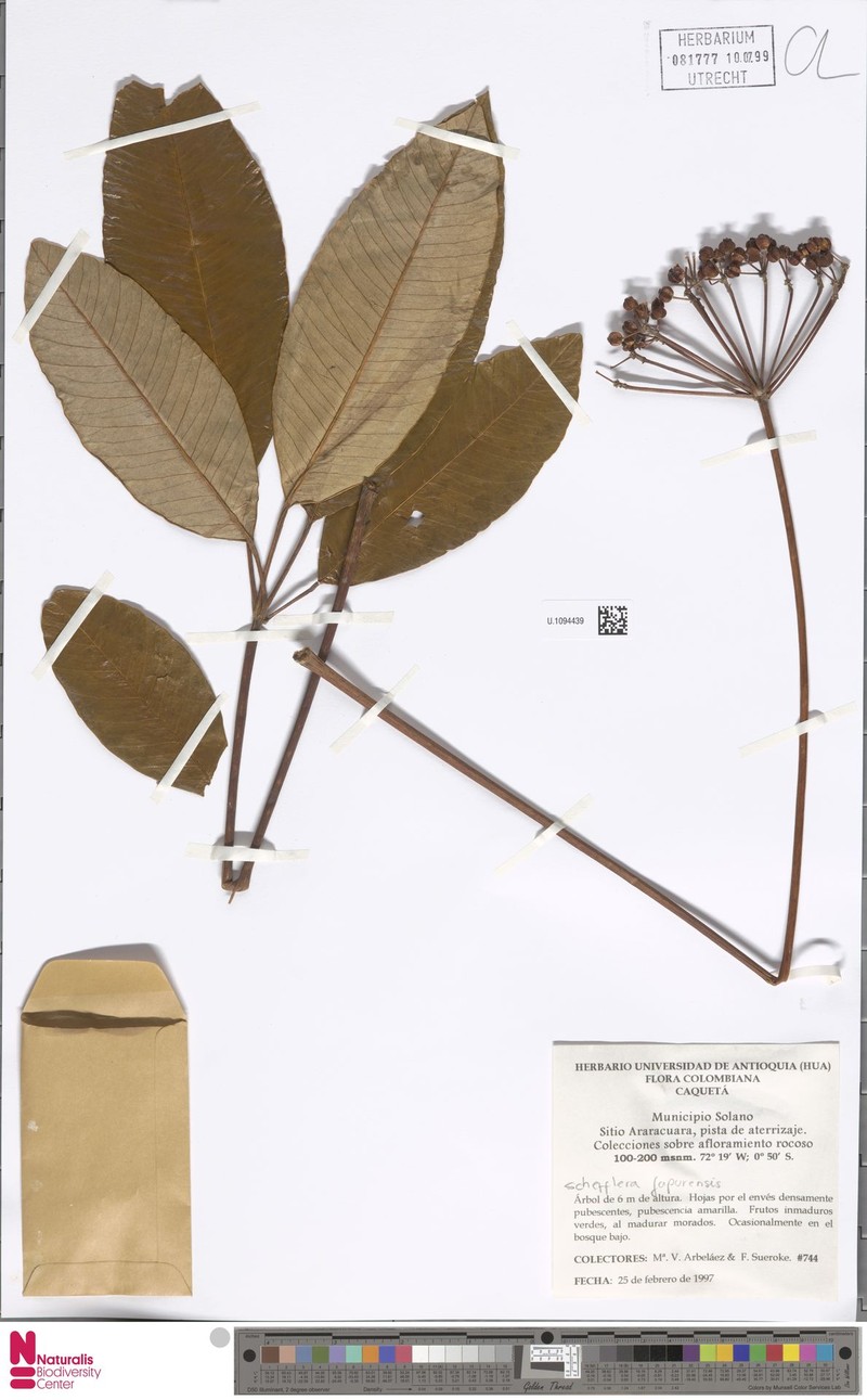 Crepinella japurensis photo 2