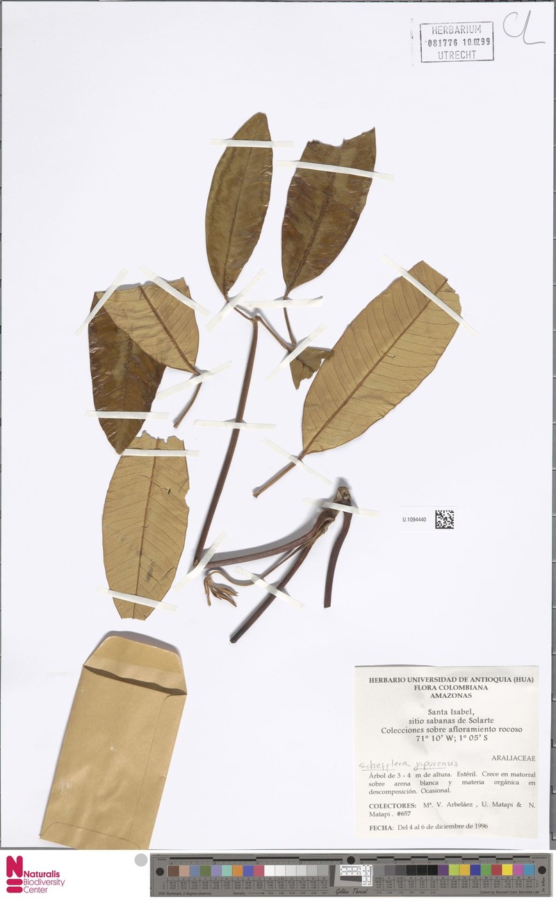 Crepinella japurensis photo 3