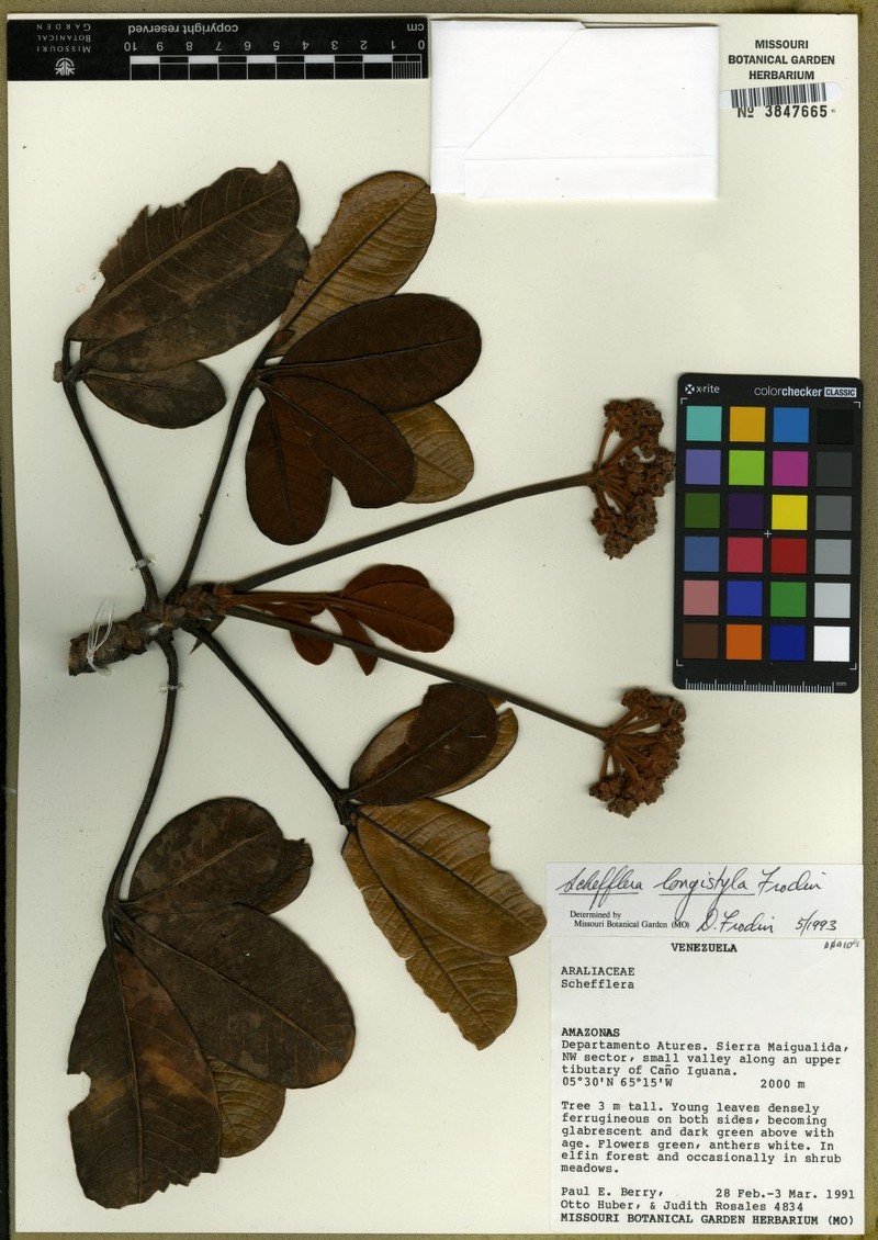 Crepinella longistyla photo 2