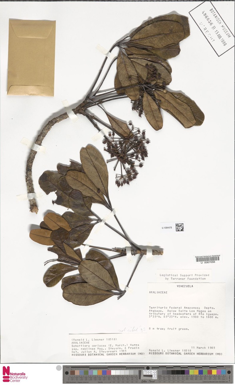 Crepinella neblinae