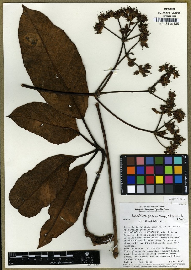 Crepinella pallens