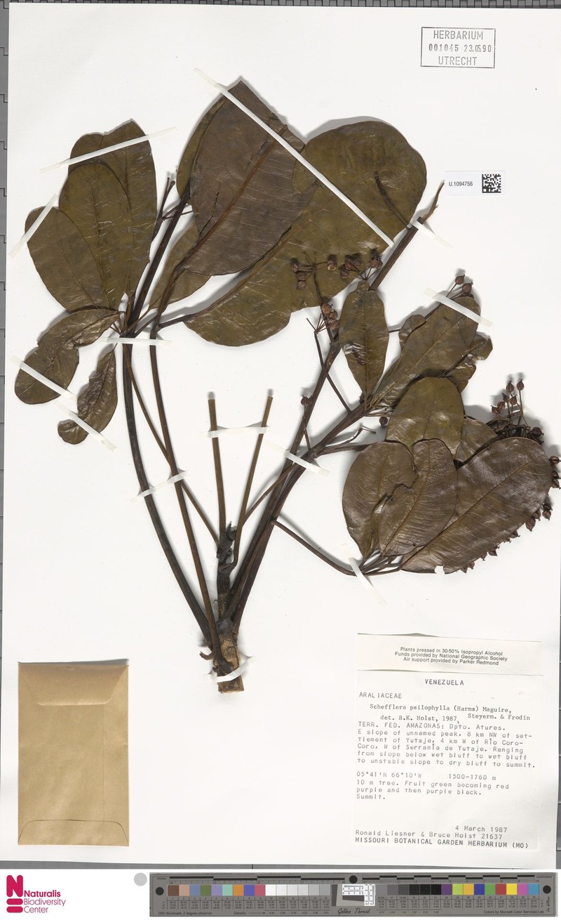 Crepinella psilophylla