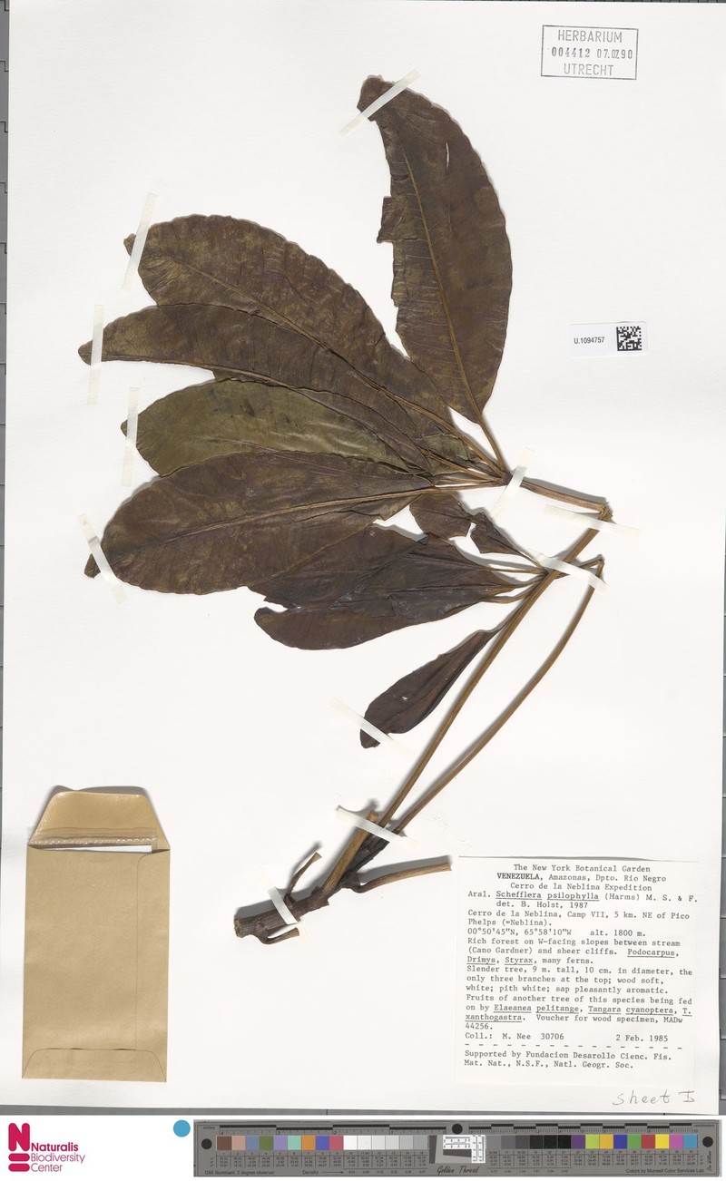 Crepinella psilophylla photo 2