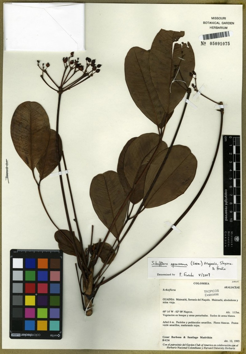 Crepinella spruceana photo 3